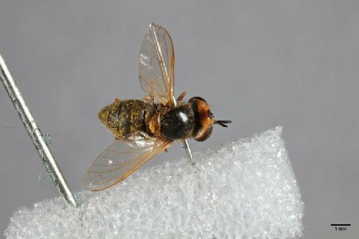 Hyperusia xantholeuca Bowden, 1975 - 014427854_dorsal_habitus