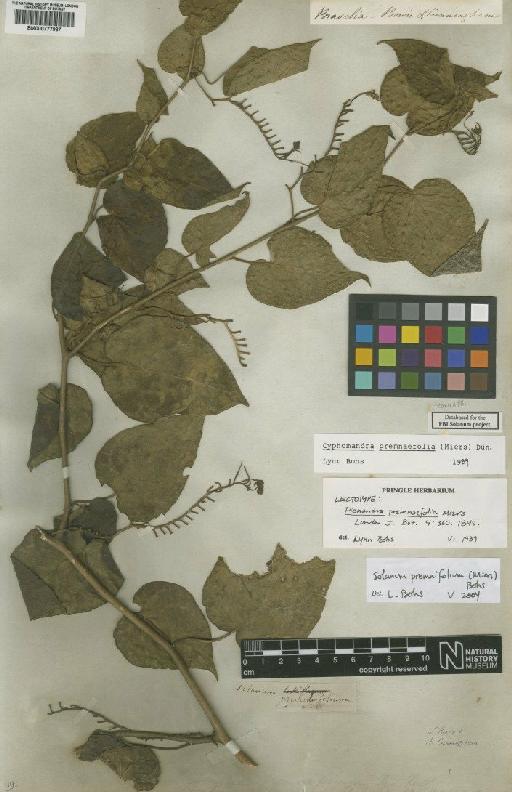 Cyphomandra premnifolia (Miers) Dunal - BM000777987