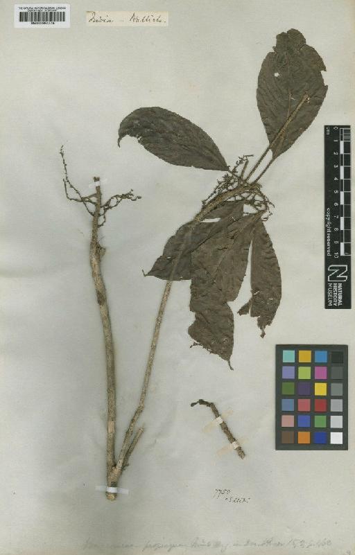 Baccaurea propinqua Müll.Arg. - BM000951316