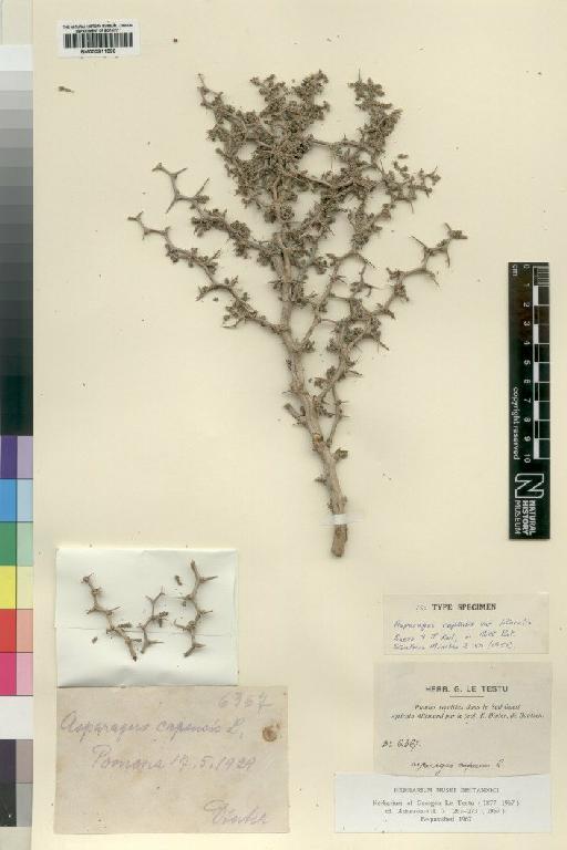 Asparagus capensis var. litoralis Suess. & Karl - BM000911590