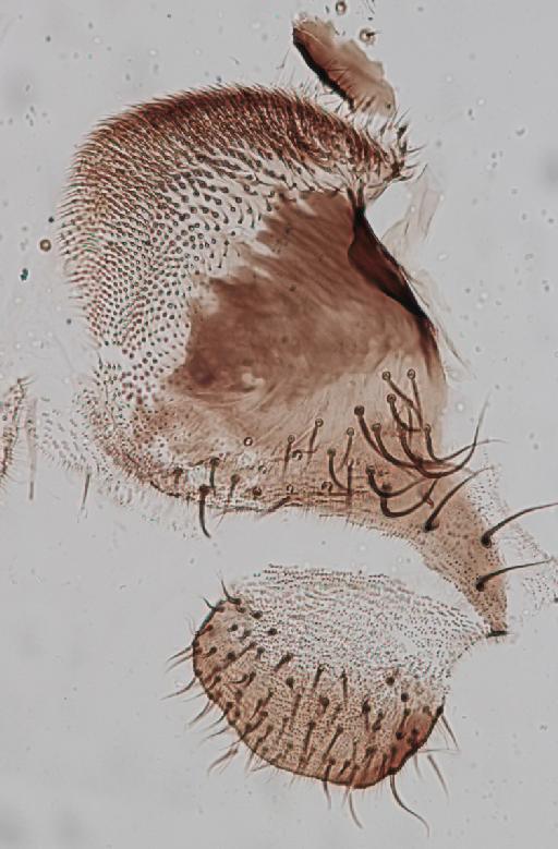 Simulium (Trichodagmia) tarsale species group Tarsatum Williston, 1896 - 010195844_S_tarsale_Paralectotype_female_anal lobe