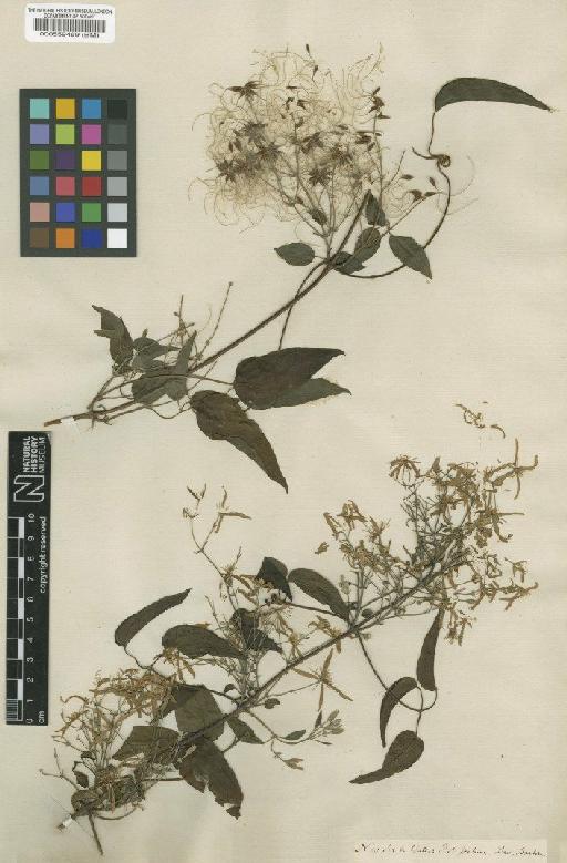 Clematis glycinoides DC. - BM000559469