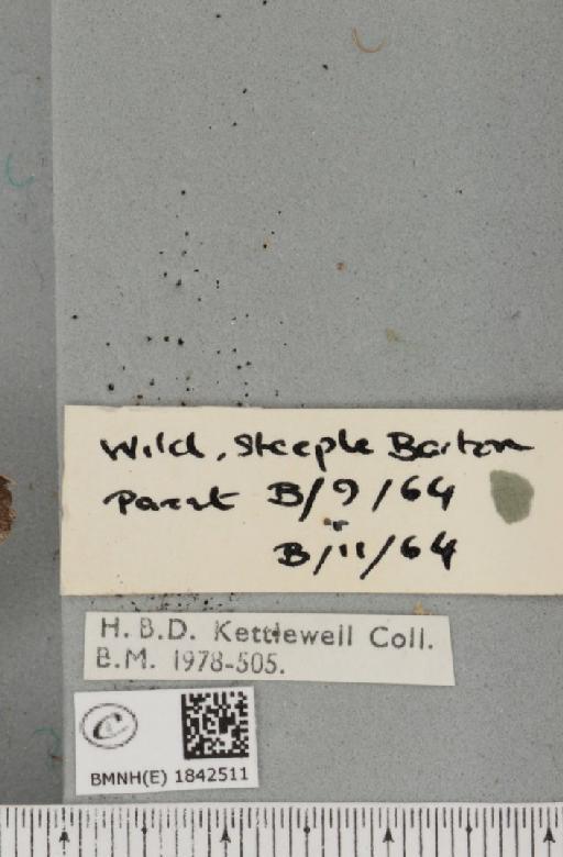 Biston betularia (Linnaeus, 1758) - BMNHE_1842511_label_412091