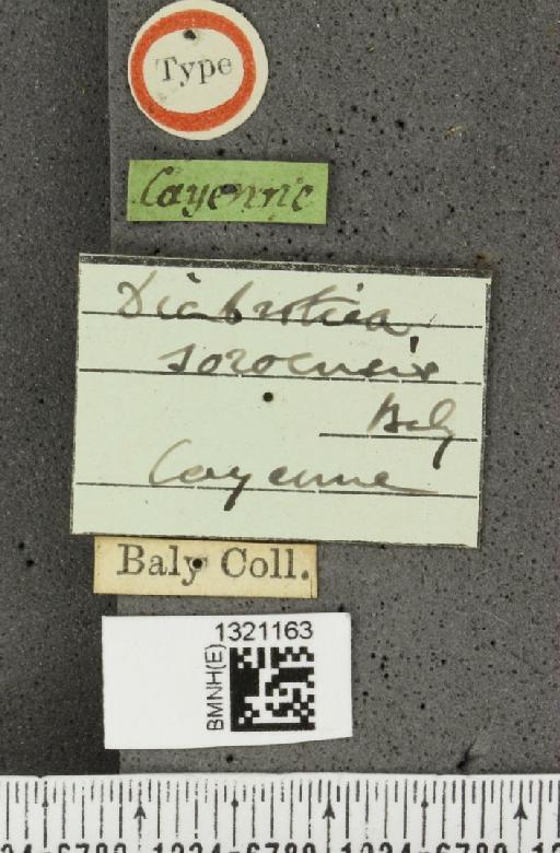 Diabrotica soroensis Baly, (MS) - BMNHE_1321163_label_19811