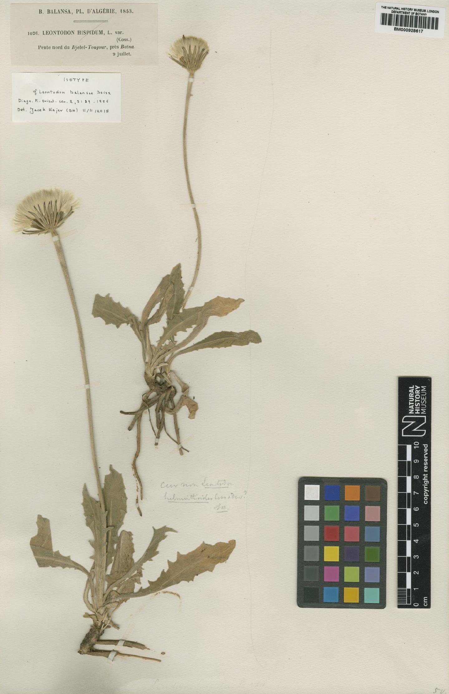 To NHMUK collection (Leontodon balansae Boiss.; Isotype; NHMUK:ecatalogue:4665474)