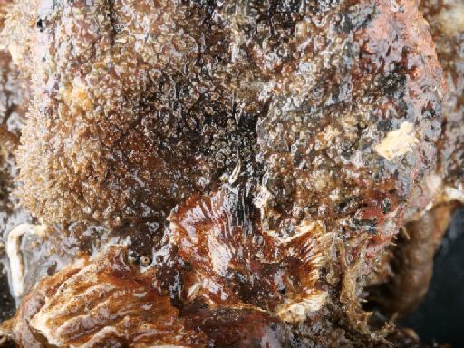 Alcyonidium mamillatum Alder, 1857 - 014451854_03