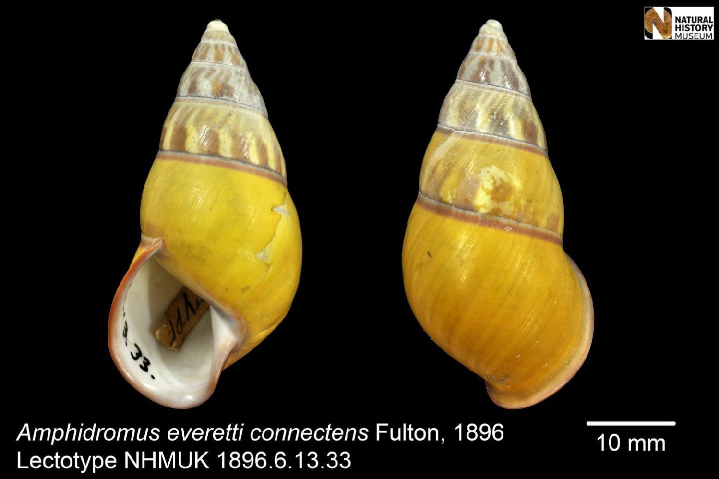 To NHMUK collection (Amphidromus everetti connectens Fulton, 1896; LECTOTYPE; NHMUK:ecatalogue:3076820)