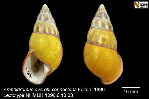 Amphidromus everetti connectens Fulton, 1896 - 1896.6.13.33, LECTOTYPE, Amphidromus everetti connectens Fulton, 1896