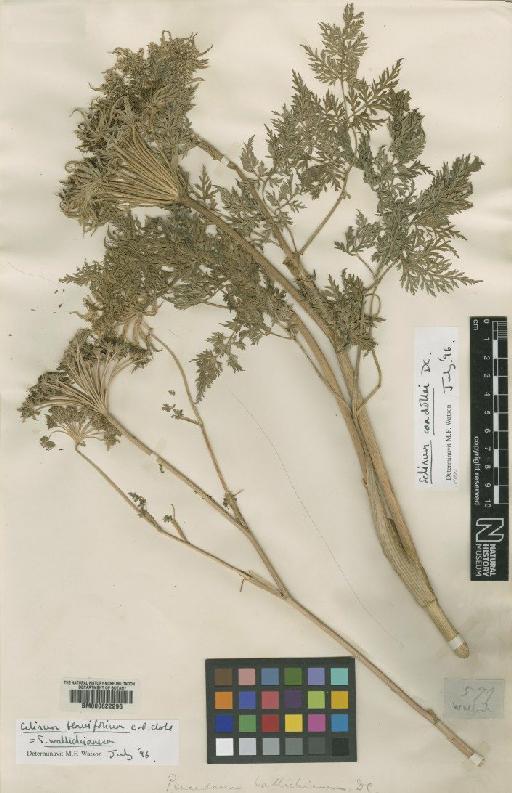 Selinum wallichianum (DC.) Raizada & Saxena - BM000622296
