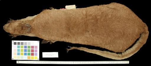 Macropus robustus woodwardi Thomas, 1901 - 1900.6.1.1_Skin_Dorsal