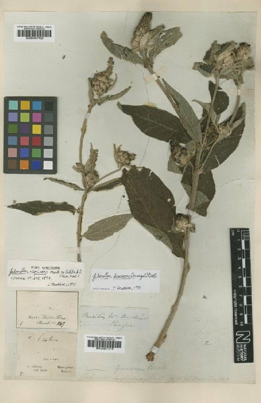 Croton nigricans (Mart. ex Schltdl.) Govaerts & Radcl.-Sm. - BM000947410