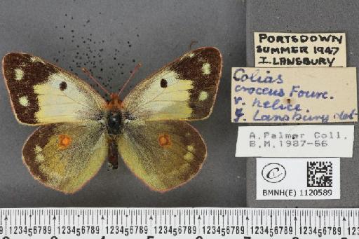 Colias croceus f. helice Hübner, 1779 - BMNHE_1120589_76389