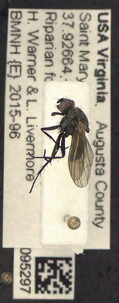 Botanophila Lioy, 1864 - Diptera 010095297