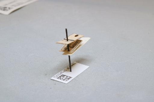 Microlestes mauritanicus Lucas, 1846 - 013885352_additional_1