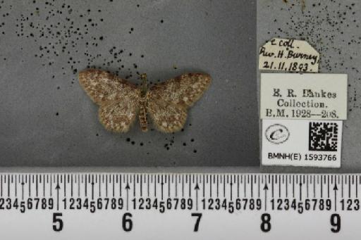 Idaea contiguaria britanniae ab. nigrescens Müller, 1936 - BMNHE_1593766_266443