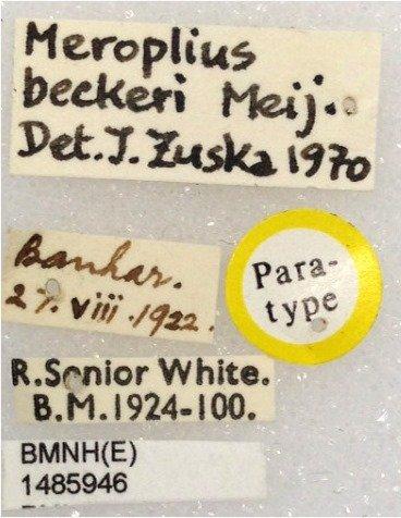 Sepsis inglisi Senior-White, 1924 - Sepsis_inglisi-BMNHE1485946-paratype_male-labels