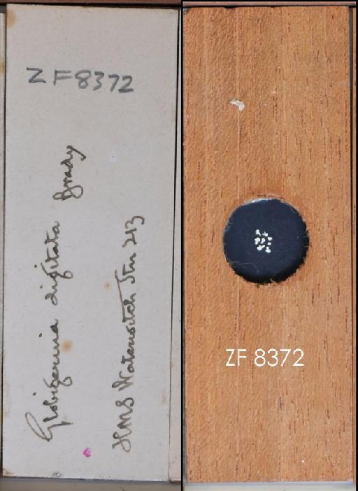 Globigerina digitata Brady, 1879 - ZF 8372.tif