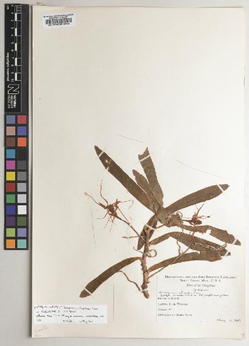 Thrixspermum elongatum Ames - BM000529046