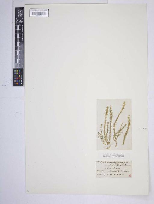 Selaginella selaginoides (L.) P.Beauv. ex Schrank & Mart. - BM001185112