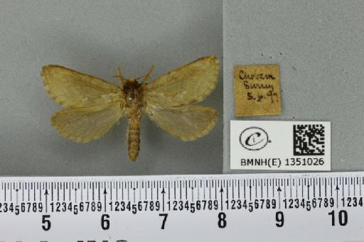 Korscheltellus lupulina (Linnaeus, 1758) - BMNHE_1351026_186418