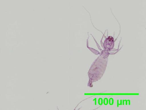 Liposcelis decolor Pearman, 1925 - 010150778__2016_03_16-21_s6
