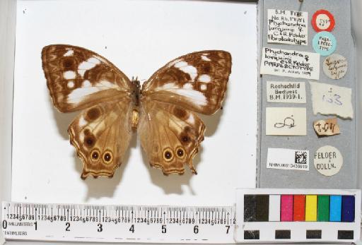 Ptychandra lorquinii Felder & Felder, 1861 - NHMUK010430019_1_Ptychandra_lorquinii_C