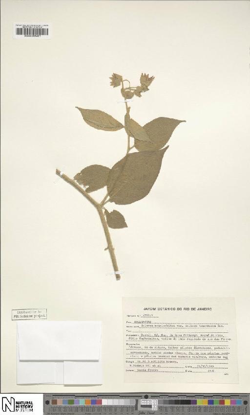 Solanum megalochiton var. villoso-tomentosum Wawra - BM000935481