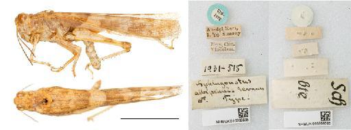 Sphingonotus albipennis Krauss, 1902 - NHMUK010208505_Sphingonotus albipennis_ST