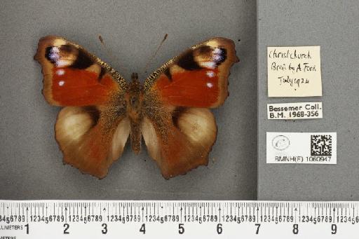 Inachis io ab. belisaria Oberthür, 1889 - BMNHE_1060947_21493