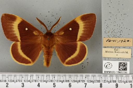 Lasiocampa quercus quercus (Linnaeus, 1758) - BMNHE_1562290_239987