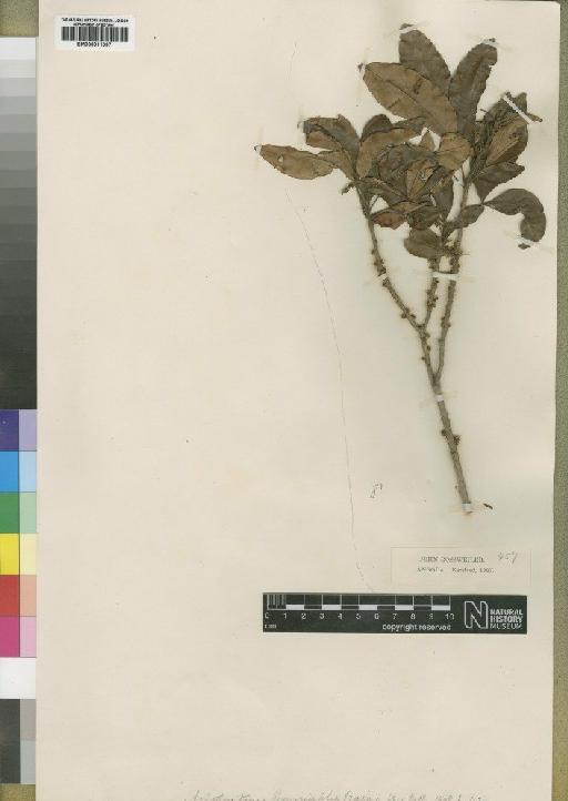 Aristogeitonia limonifolia Prain - BM000911097