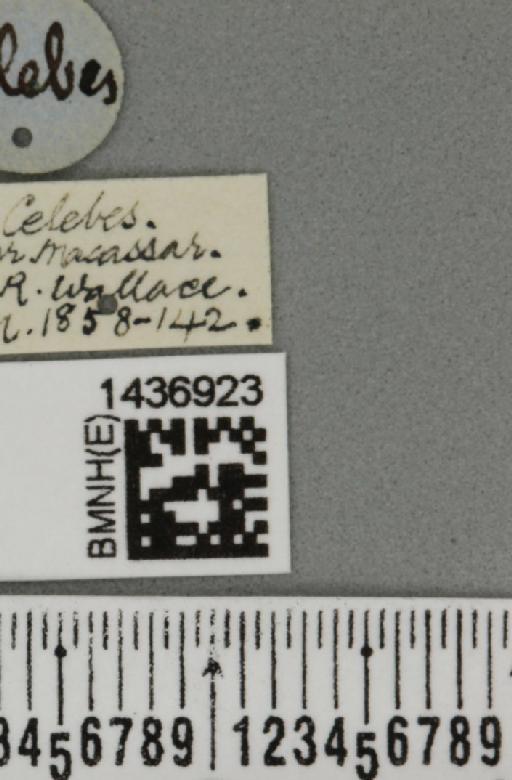 Bactrocera (Bactrocera) umbrosa (Fabricius, 1805) - BMNHE_1436923_label_31035