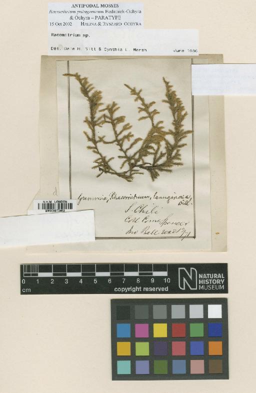 Racomitrium patagonicum Bednarek-Ochyra & Ochyra - BM000872952_a