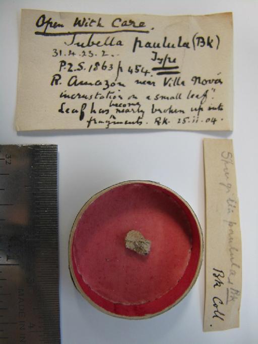 Tubella paulula (Bowerbank, 1863) - 1931.4.23.2 (pic 2)