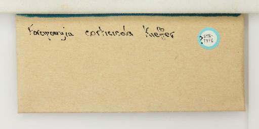 Forcipomyia picea (Winnertz, 1852) - 014895930_additional