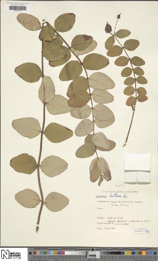 Hypericum bellum subsp. bellum - BM001202087