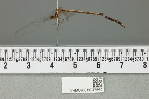 Platycnemis subaequistyla Fraser, 1928 - 011247660_lateral
