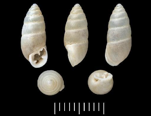 Buliminus (Chondrula) montandoni Westerl., 1892 - 1912.6.17.28, SYNTYPE, Buliminus (Chondrula) montandoni Westerl., 1892