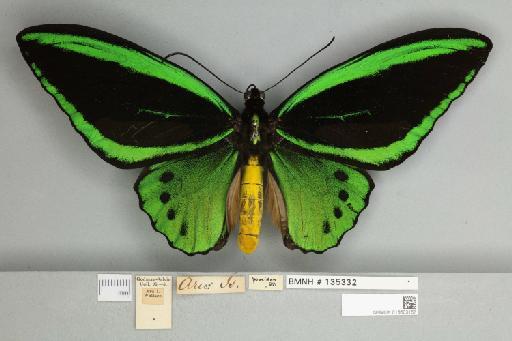 Ornithoptera priamus arruanus Felder, 1859 - 013603167__