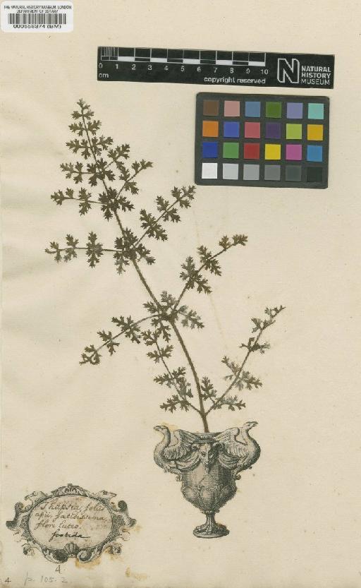 Thapsia foetida L. - BM000558374