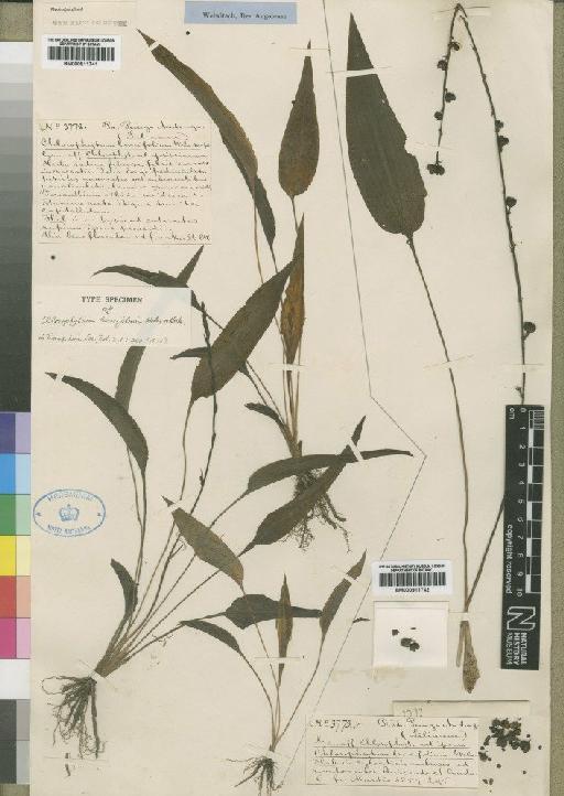 Chlorophytum lancifolium Welw. ex Baker - BM000911741