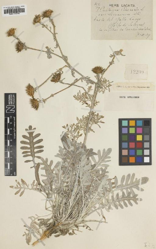 Centaurea cineraria L. - BM001043184