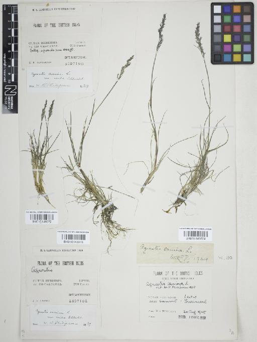 Agrostis vinealis Schreb. - 015148072