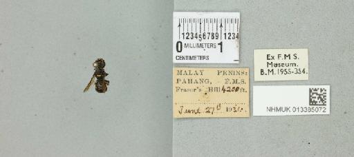 Ceratina (Ceratinidia) bryanti Cockerell, 1919 - 013385072_17710_1628130