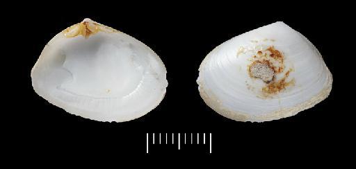 Mesodesma obtusa Crosse & Fischer, 1864 - 1870.10.26.20d