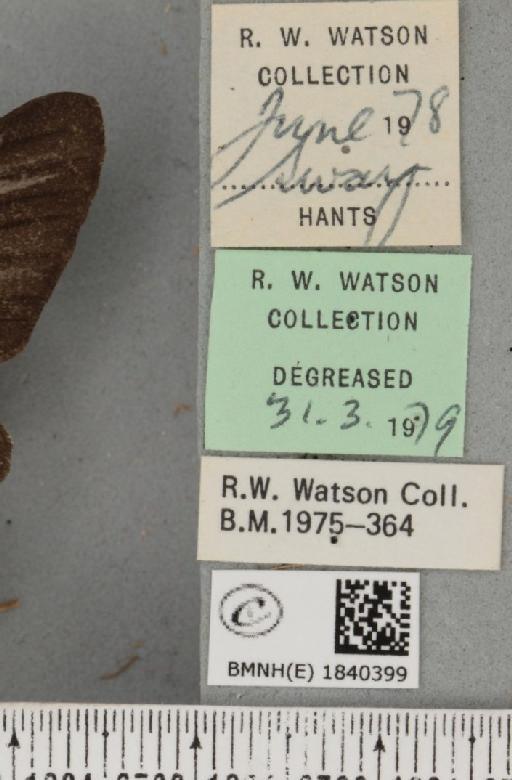 Biston betularia (Linnaeus, 1758) - BMNHE_1840399_label_413389