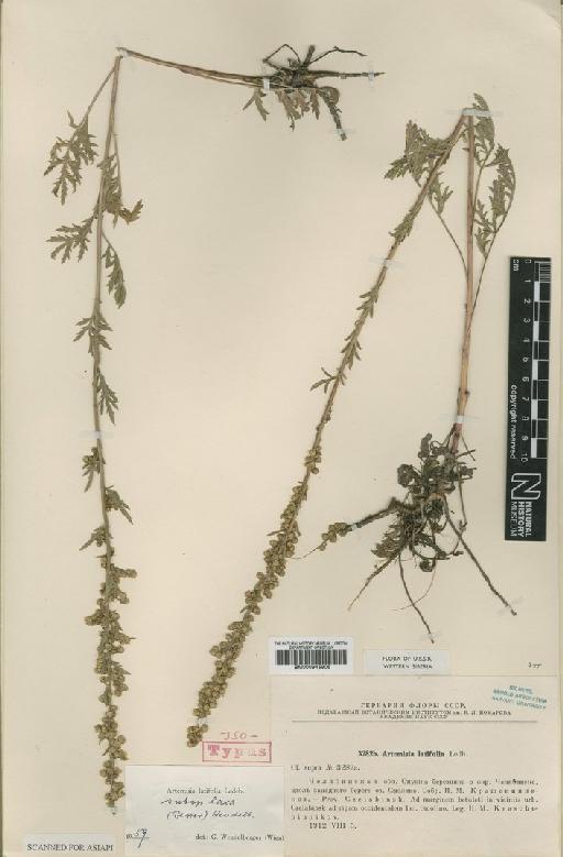 Artemisia latifolia Ledeb. - BM000945905