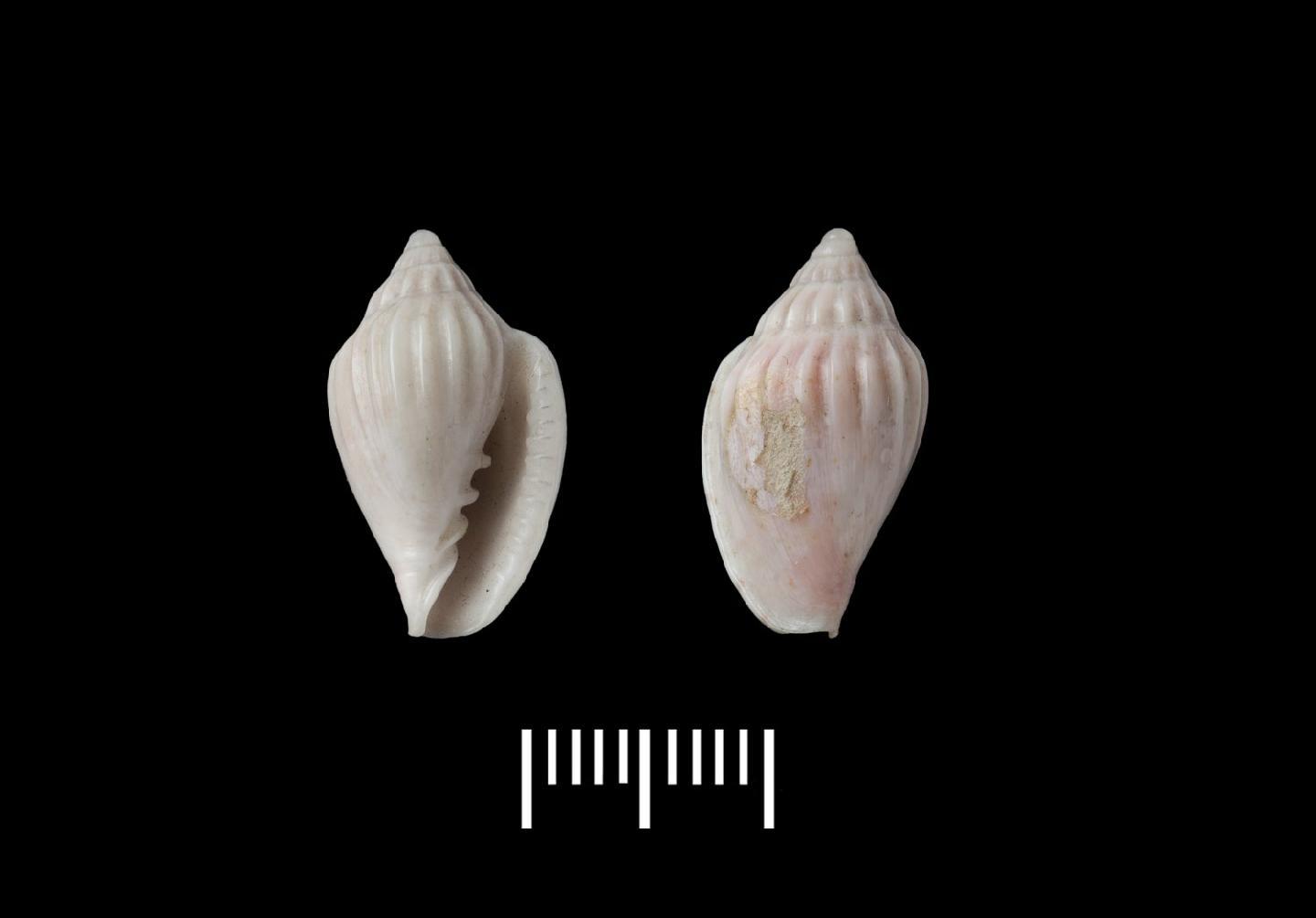 To NHMUK collection (Marginella harpaeformis G. B. Sowerby II, 1846; SYNTYPE(S); NHMUK:ecatalogue:2755641)