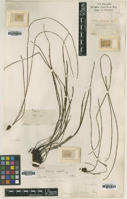 Vittaria isoetifolia Bory - BM001044170