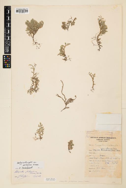 Selaginella phillipsiana (Hieron.) Alston - 001056127
